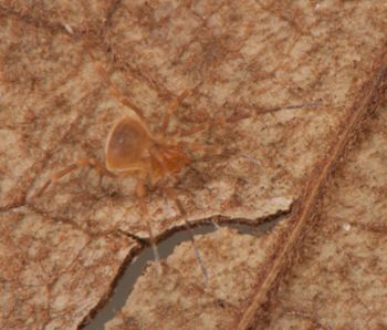 Media type: image;   Invertebrate Zoology 136540